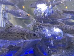 -石锅苗苗鱼(武汉首店)