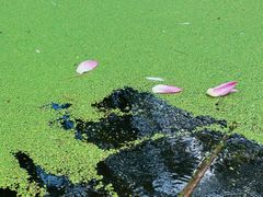 -渌洋湖湿地公园