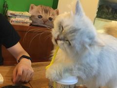 -李小姐の猫咖啡馆(五角场店)