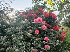 -渭南桃花源民俗文化园