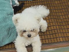 -佳雯宠物医院·皮肤科·内外科(春晓路分院)