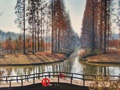 -黄海国家森林公园