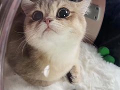 -东方名猫馆·英短金渐层布偶猫舍(环线广场1号楼店)