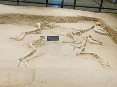 -洛阳周王城天子驾六博物馆