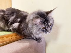 -猫和宫(六道口店)