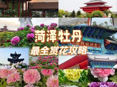 -曹州牡丹园