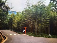 -中国大熊猫保护研究中心雅安碧峰峡基地