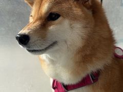-中农国际动物医院24小时·猫科·骨科·急重症中心