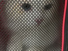 -纳吉亚猫专科动物医院(康都外科中心)