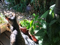 -海边的猫和咖啡馆