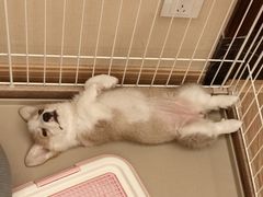 -美美宠物诊疗中心·异宠·骨科(滨江东信分院)