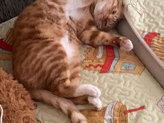 -美联众合宠物医院·爱萌分院·内外科·猫科中心