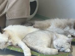 -怪兽屋·羊驼·猫咖·狗咖(俊华广场店)
