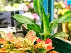 -BOBLOOM花店(宝龙旭辉广场店)