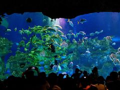 -芜湖新华联大白鲸海洋公园