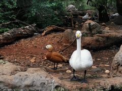 -昆明动物园