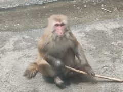 -成都动物园