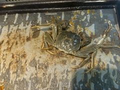-苏格里岛自助烤肉海鲜火锅(成都金牛万达店)