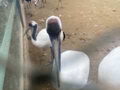 -盐城丹顶鹤湿地生态旅游区
