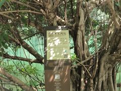 -雁南飞茶田景区