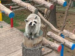 -西霞口神雕山野生动物世界