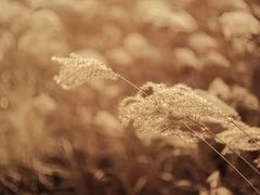 -三圣花乡旅游区