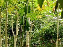 -呀路古热带植物园