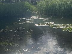 -洱海月湿地公园