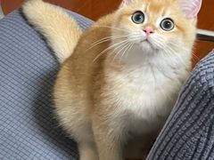 -东方名猫馆·英短金渐层布偶猫舍(环线广场1号楼店)