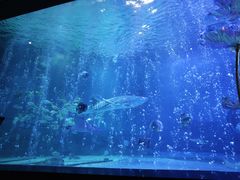 -烟台海昌鲸鲨海洋公园