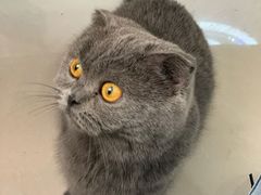 -鼓捣猫呢主题猫咖店