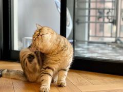-momokira米努特·德文卷毛猫·棉花面纱犬