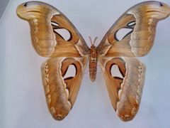 -上海昆虫博物馆