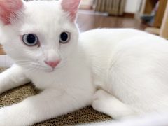 -北京观赏动物医院·24小时大型综合·猫专科·异宠专科