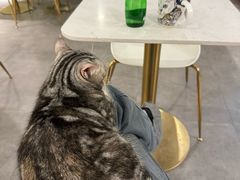 -飞行喵MR PILOT|猫舍·猫咖(静安大融城店)