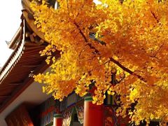 -四川大学(华西校区)