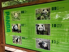 -中国大熊猫保护研究中心雅安碧峰峡基地