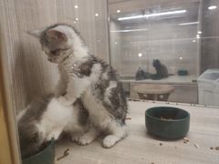 -飞行喵MR PILOT|猫舍·猫咖(静安大融城店)