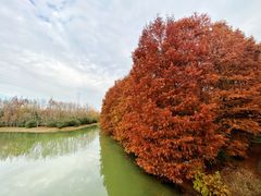 -上海海湾国家森林公园