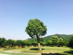 -香雪海
