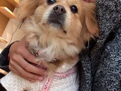 -悠尼宠物·独立低压伊珊娜洗护·美容·寄养(兰谷路店)