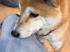 -是阿柴呀！柴犬咖啡·爱喵喵猫咖