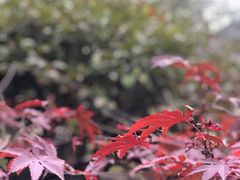 -峨眉山报国寺