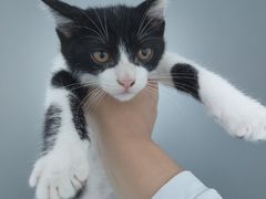 -凯瑞希宠物医院·狂犬免疫·微创·皮肤科