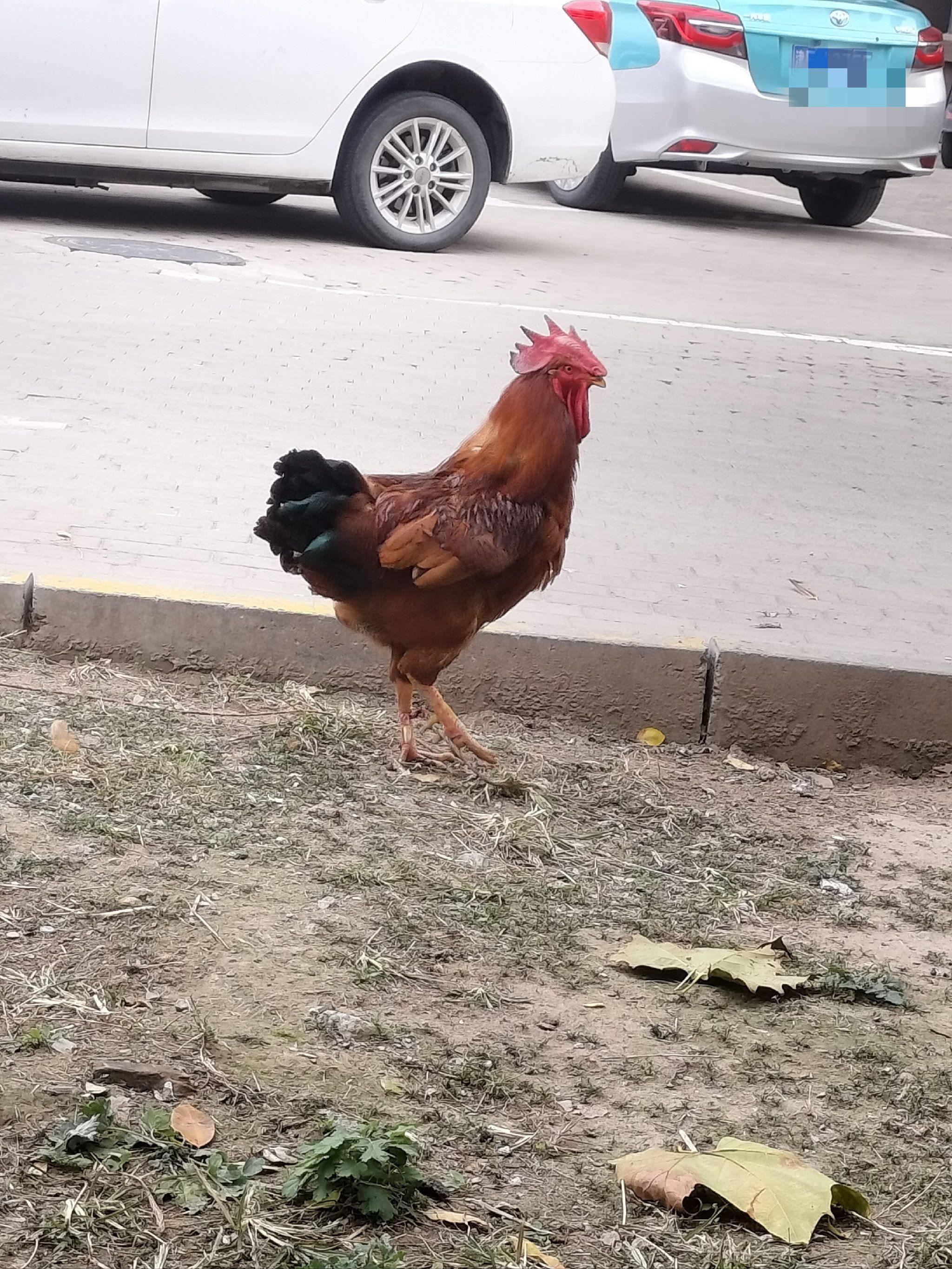 小区里的溜达鸡