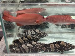 -万龙洲海鲜(大兴绿地缤纷城店)