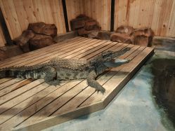 -未来动物城动物主题公园(大悦城店)