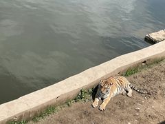 -横道河子东北虎林园