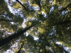 -山王坪喀斯特国家生态公园