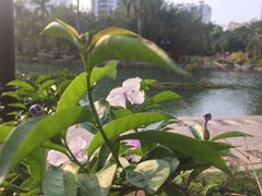 -江头公园